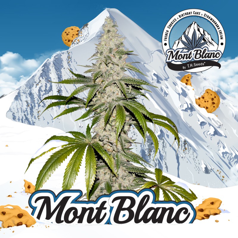 Mont Blanc Fem