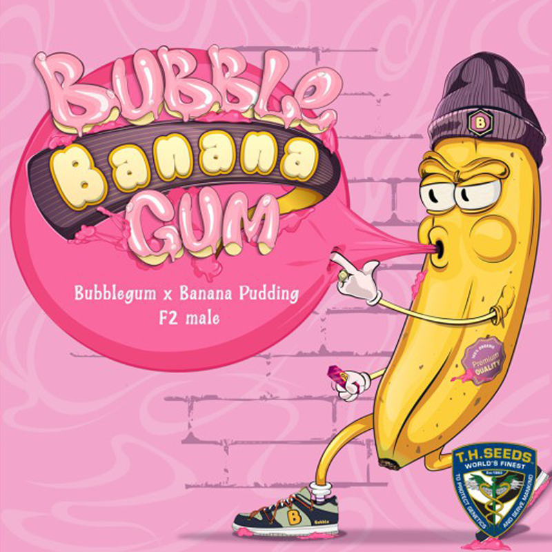 Bubble Banana Gum Fem