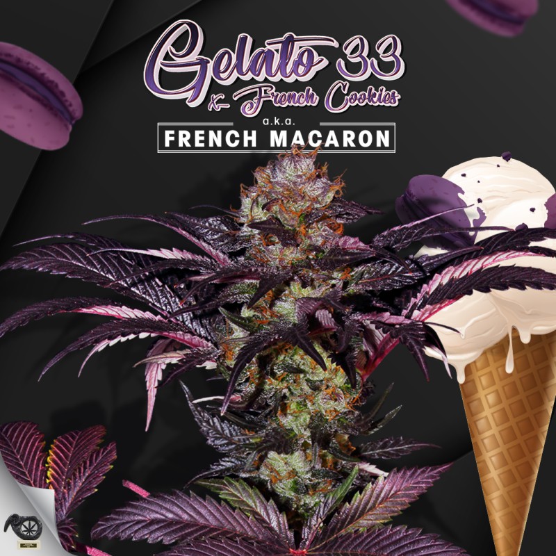 French Macaron Fem