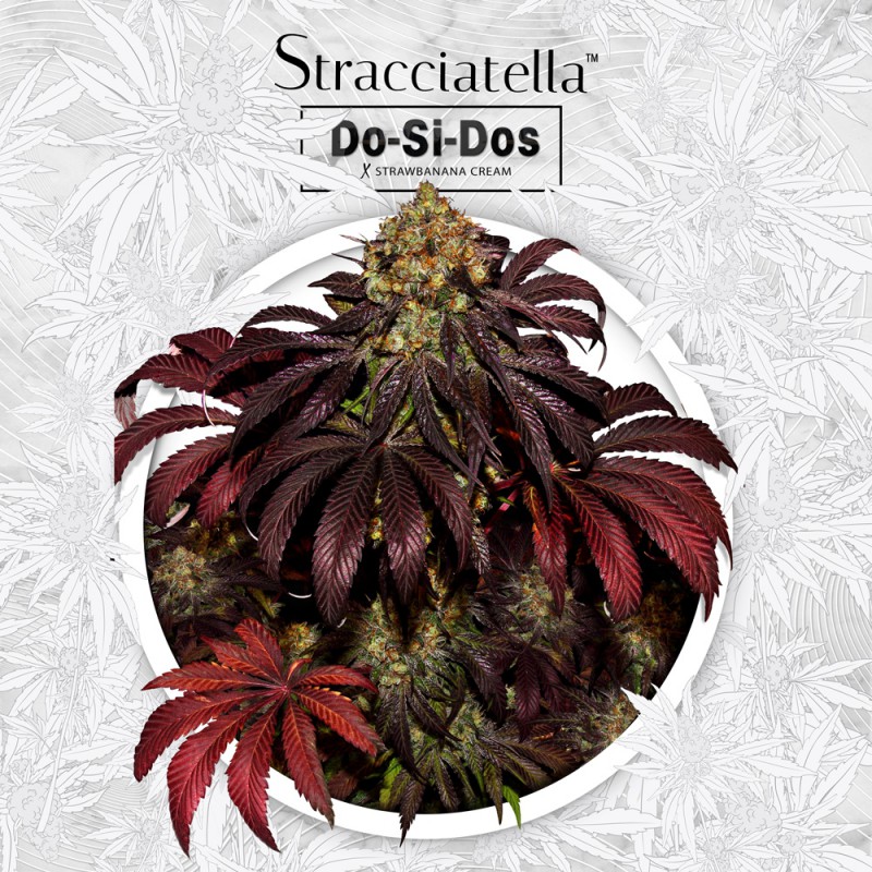 Straciatella Fem