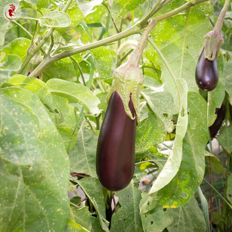Aubergine De Barbentane