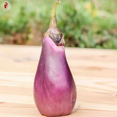 Aubergine Japonaise de la Levée