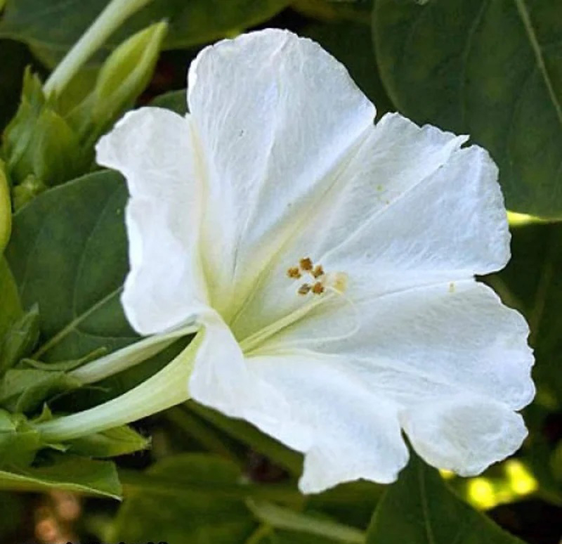 Belle de Nuit A Fleurs Blanches