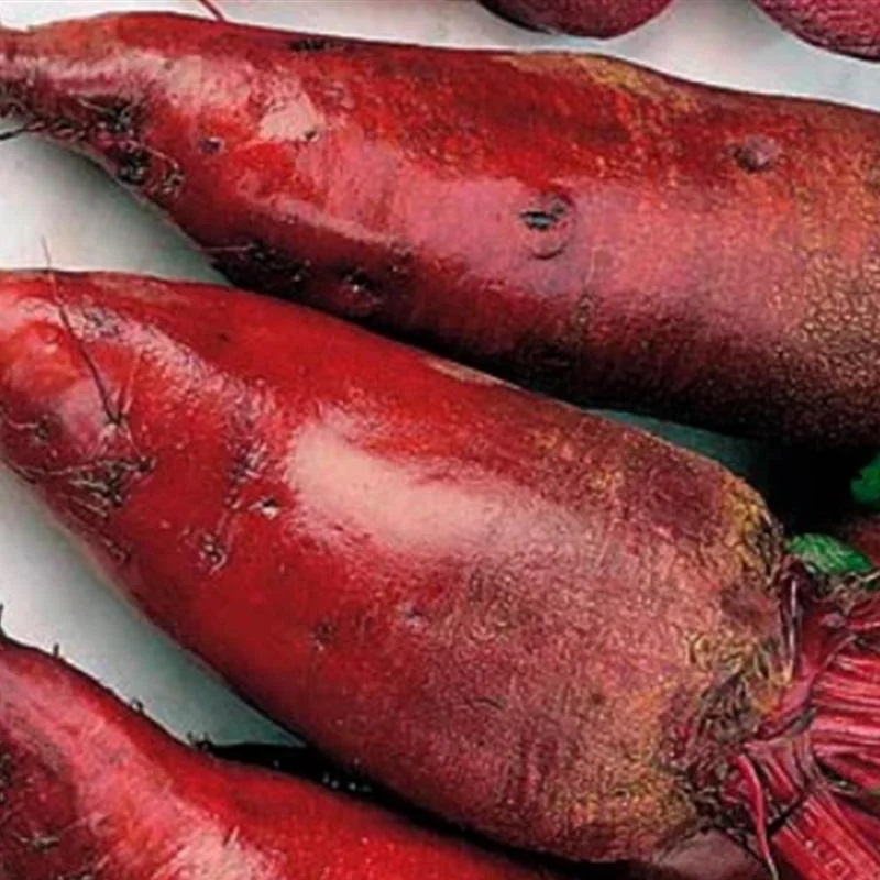 Betterave Rouge Formanova