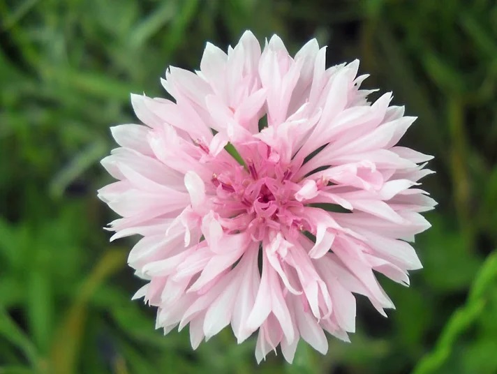 Bleuet A Fleurs Roses