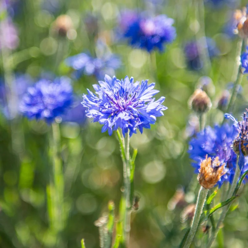 Bleuet Des Champs