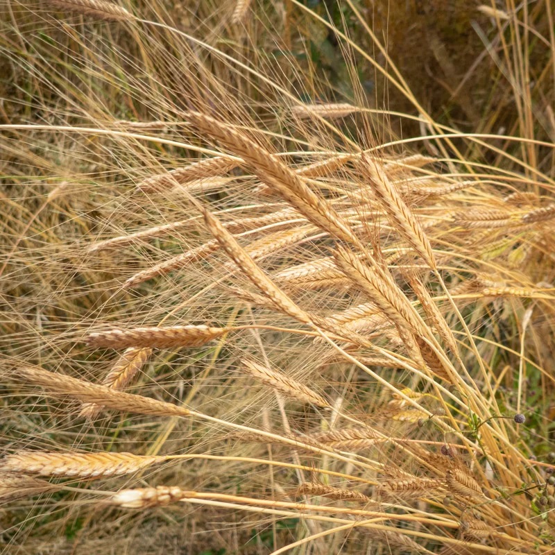 Blé Ondulations de Blés Anciens