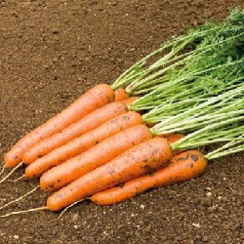 [P0611] Carotte Rouge Rodelika