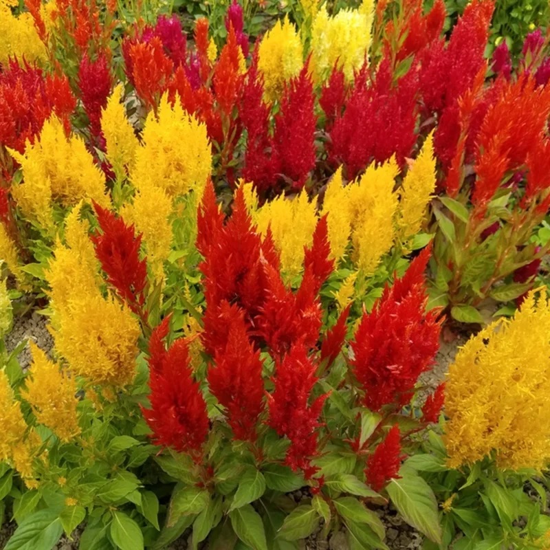 Celosia Century Mix