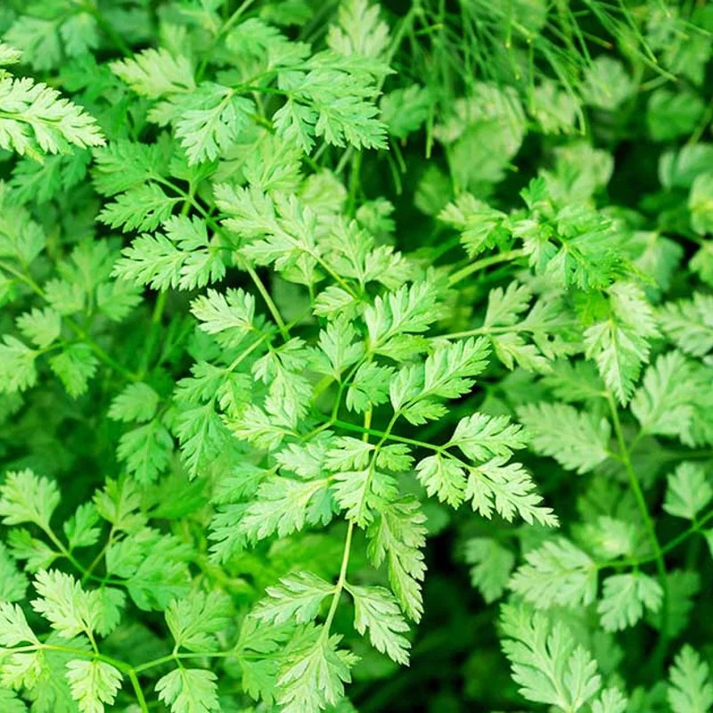 [A0166] Cerfeuil Simple