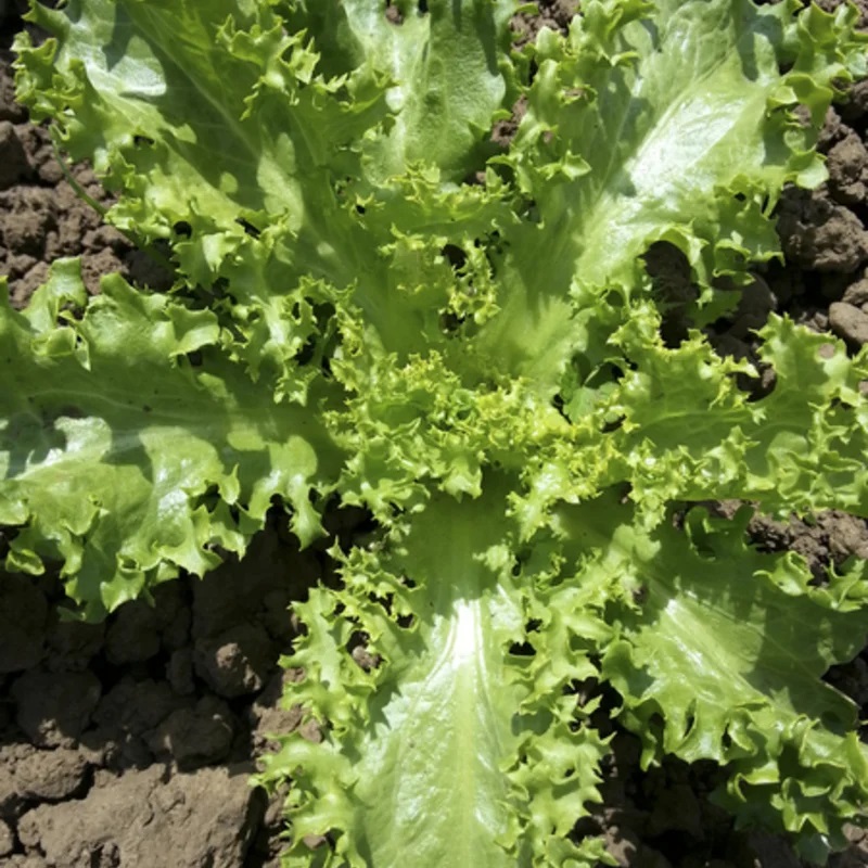 Chicorée Frisée De Ruffec