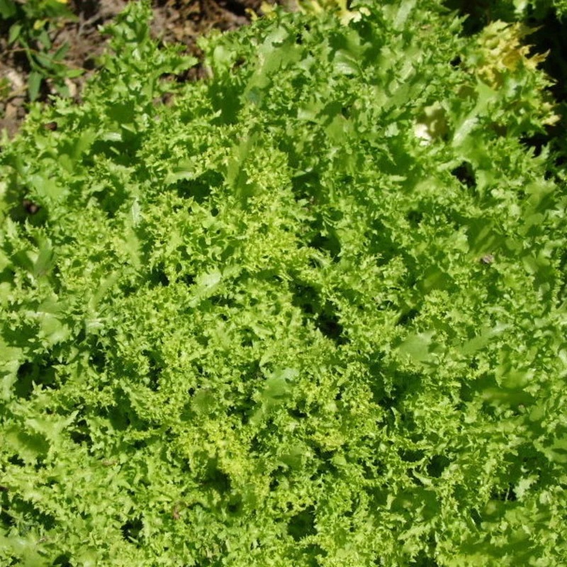 Chicorée Frisée De Saint Laurent