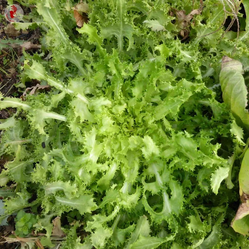 [P0803] Chicorée Frisée Frisée de Meaux