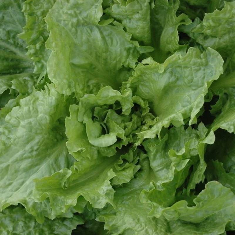 Chicorée Scarole Cornet de Bordeaux