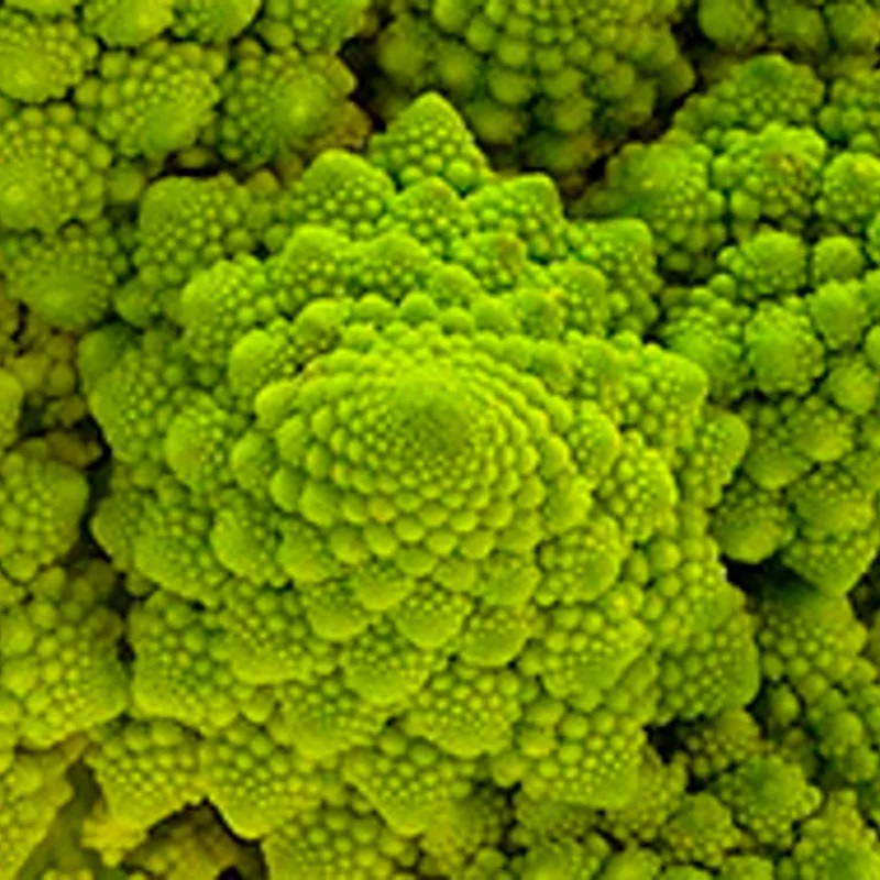 Chou Brocoli Romanesco