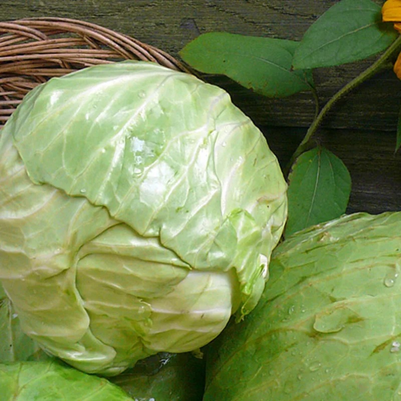 Chou Cabus Vert Clair D’Automne et d’Hiver Green Mariner