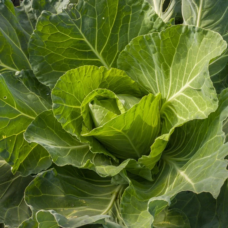 Chou Cabus Vert De Printemps Cœur de Bœuf des Vertus