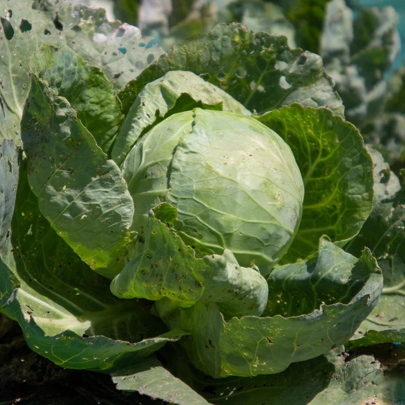 [P1018] Chou Cabus Vert De Printemps et d’Été Acre d’Or