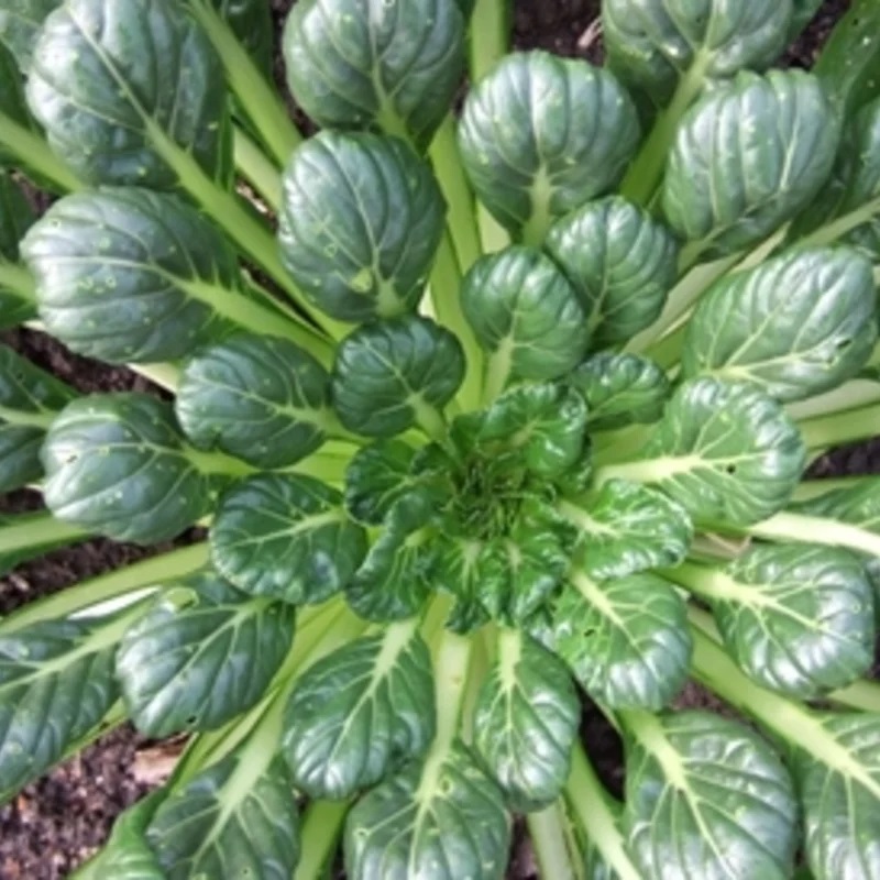 [L0192] Chou Chinois Tatsoi Spoon