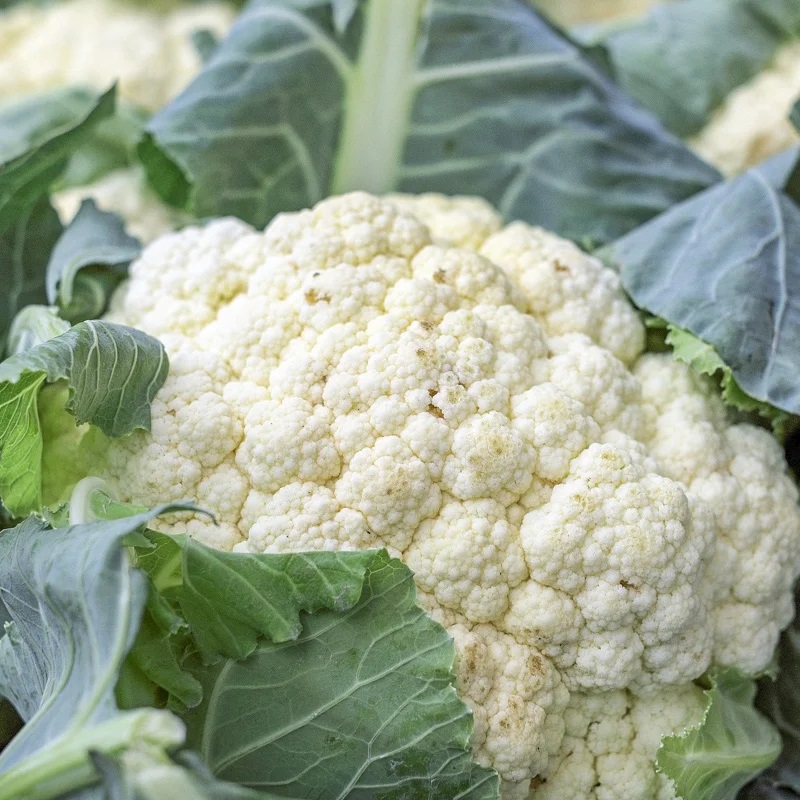 [L0695] Chou Fleur Tardif d’Angers