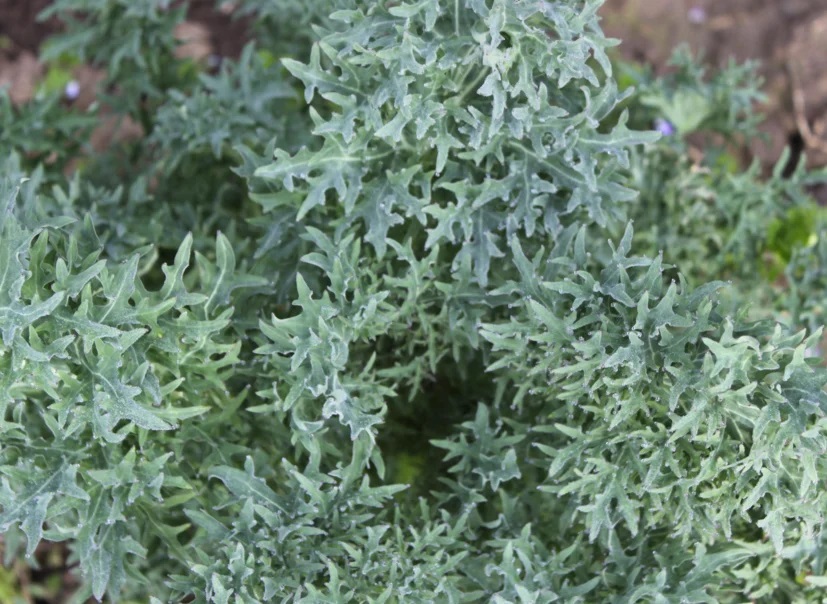 Chou Frisé / Kale Sibérien Siber Frill