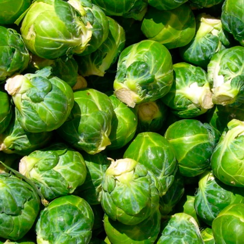 [P1205] Chou de Bruxelles Sélection de Sativa