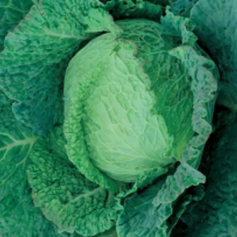 [P1106] Chou de Milan D’Automne D’Aubervilliers