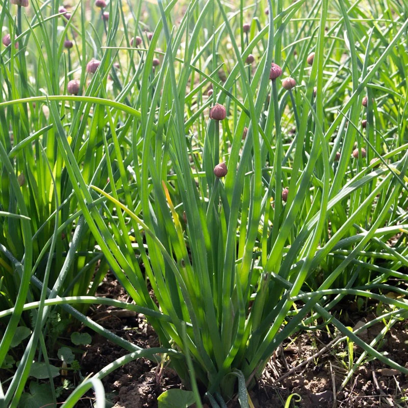 [P1702] Ciboulette Commune