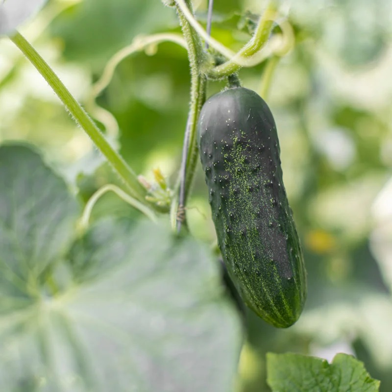 [P1849] Concombre Le Généreux