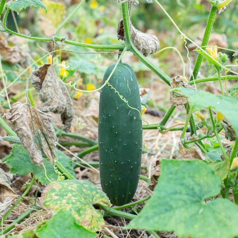 Concombre Marketmore 76