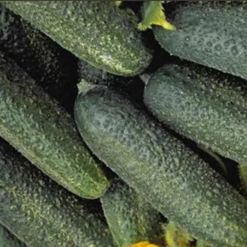 [P1905] Cornichon Fin de Meaux