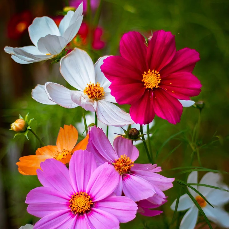 Cosmos En mélange