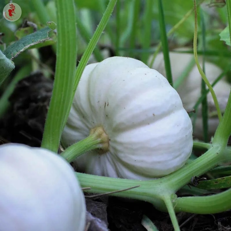 [P2137] Courge Baby Boo