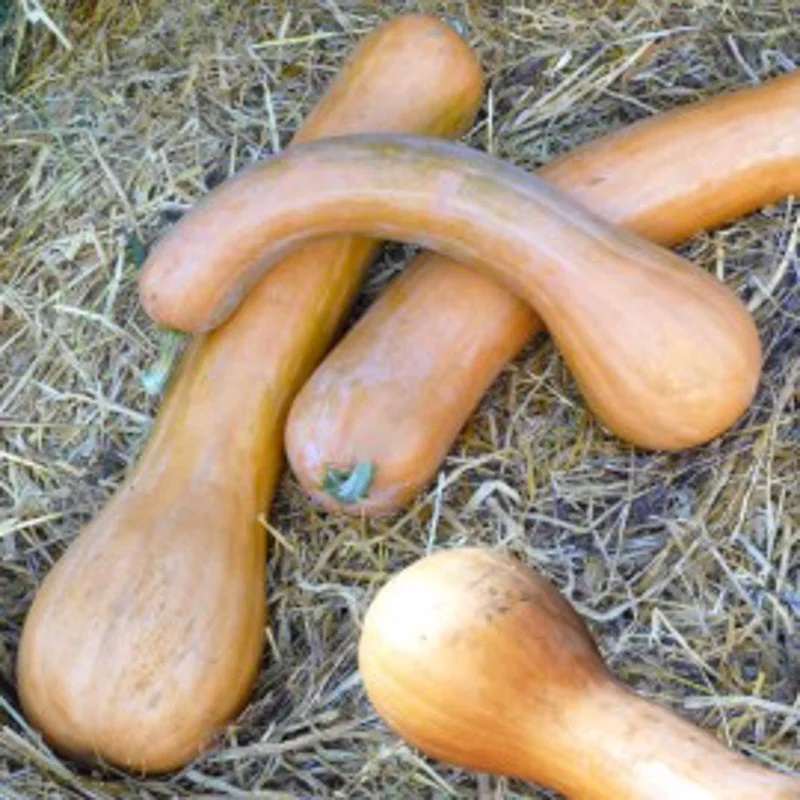Courge Longue de Nice