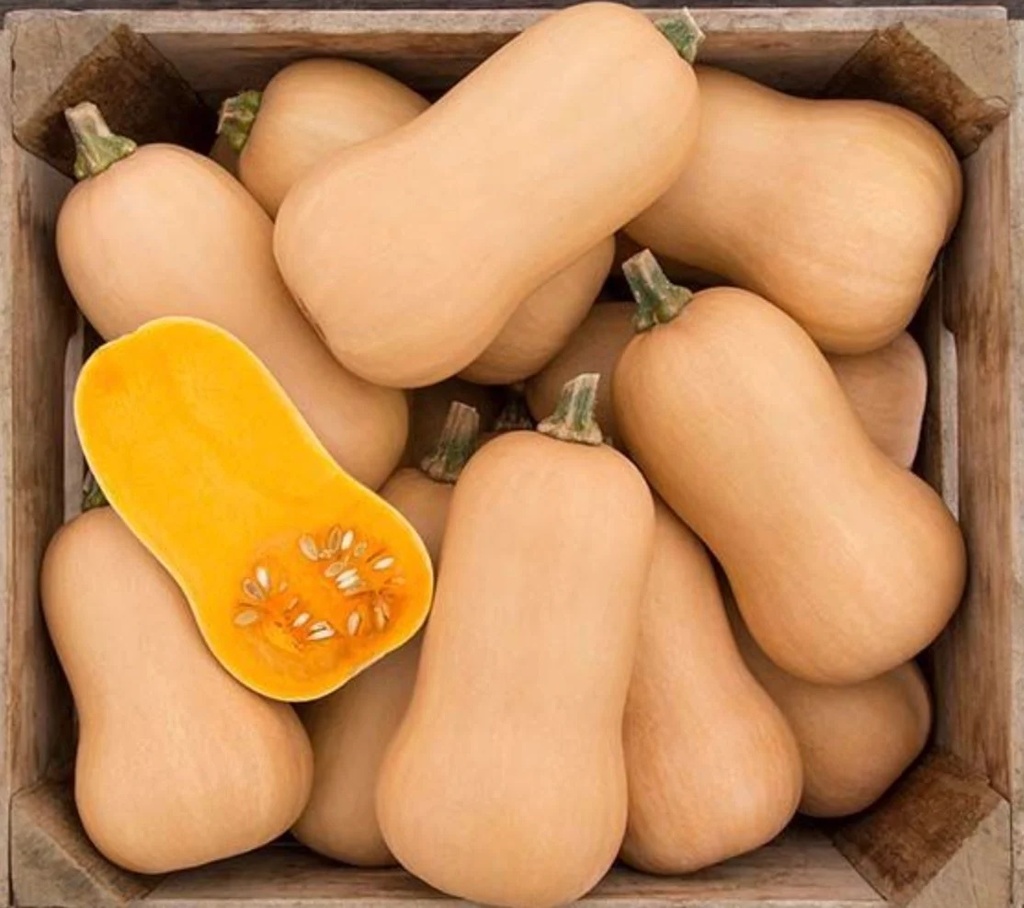 [L0451] Courge Moschata Brûlée Butternut