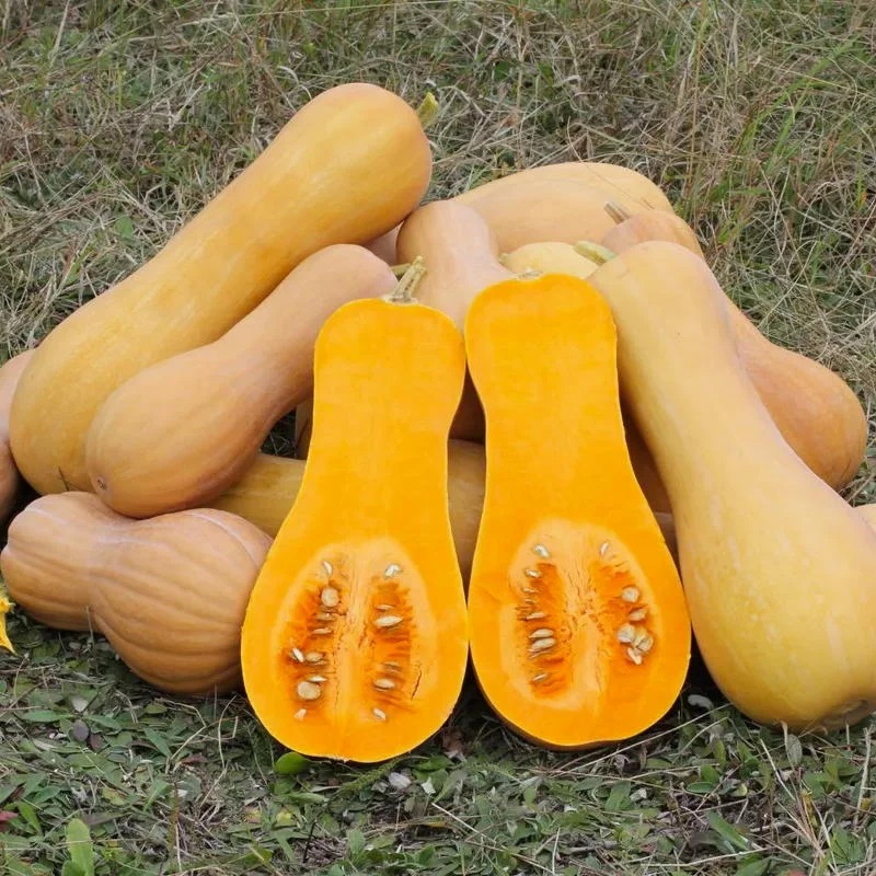 [P2390] Courge Moschata Butternut Nutterbutter