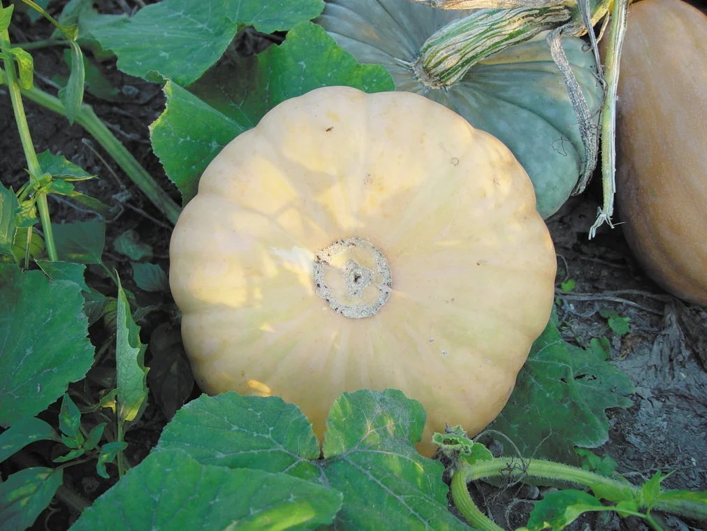 Courge Moschata Tan Cheese