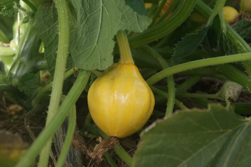 Courge Pepo Lemon