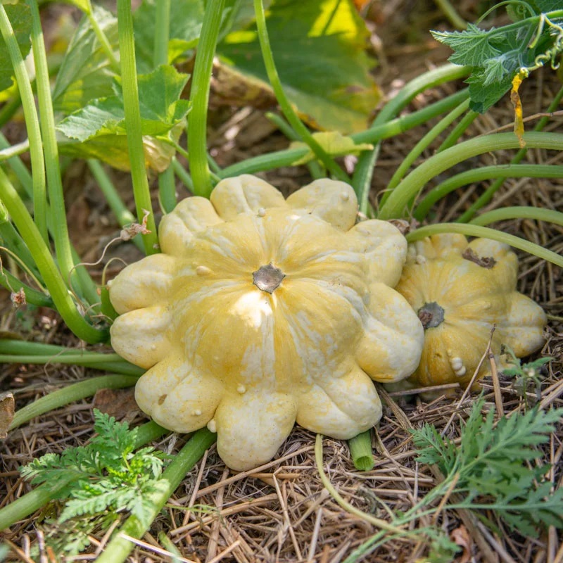 Courge Pepo Patissons Panachés En Mélange