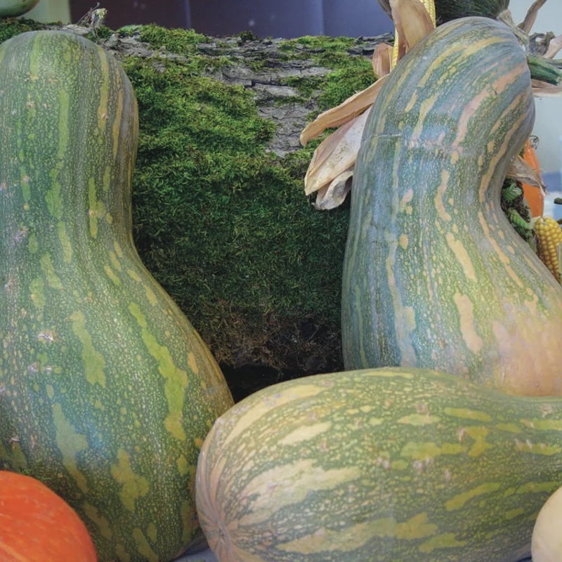 Courge Pleine de Naples