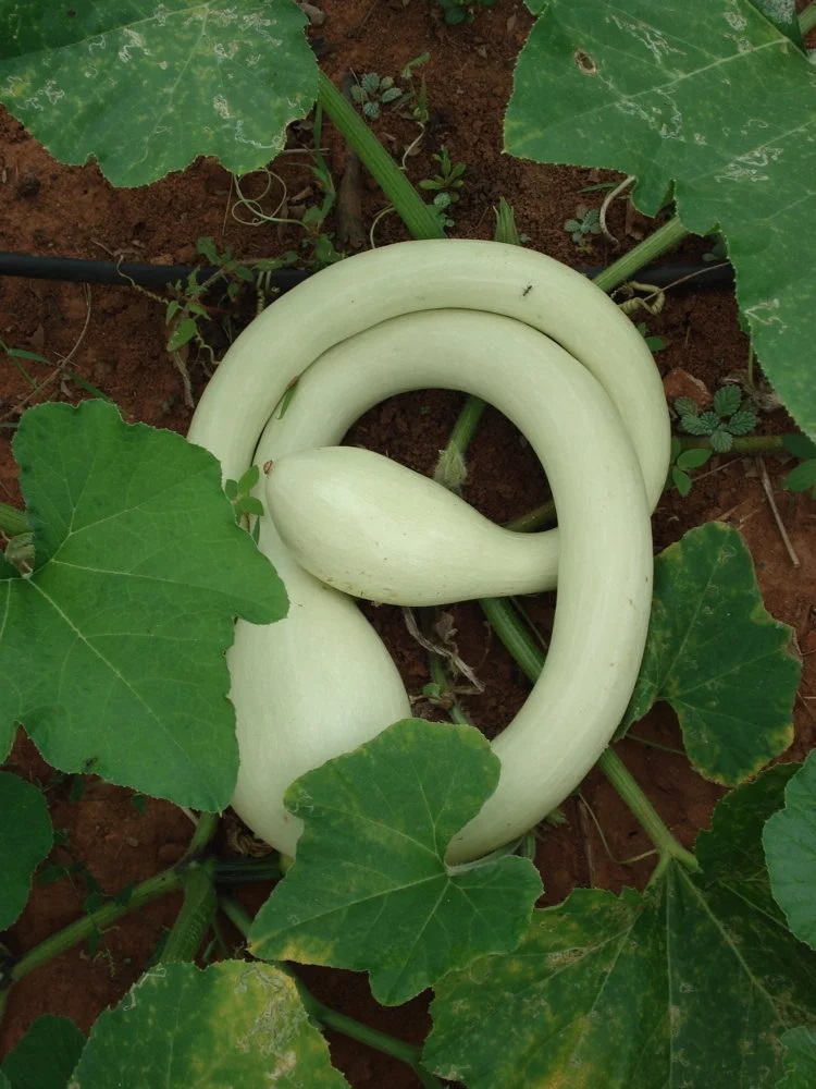 Courge d’Albenga