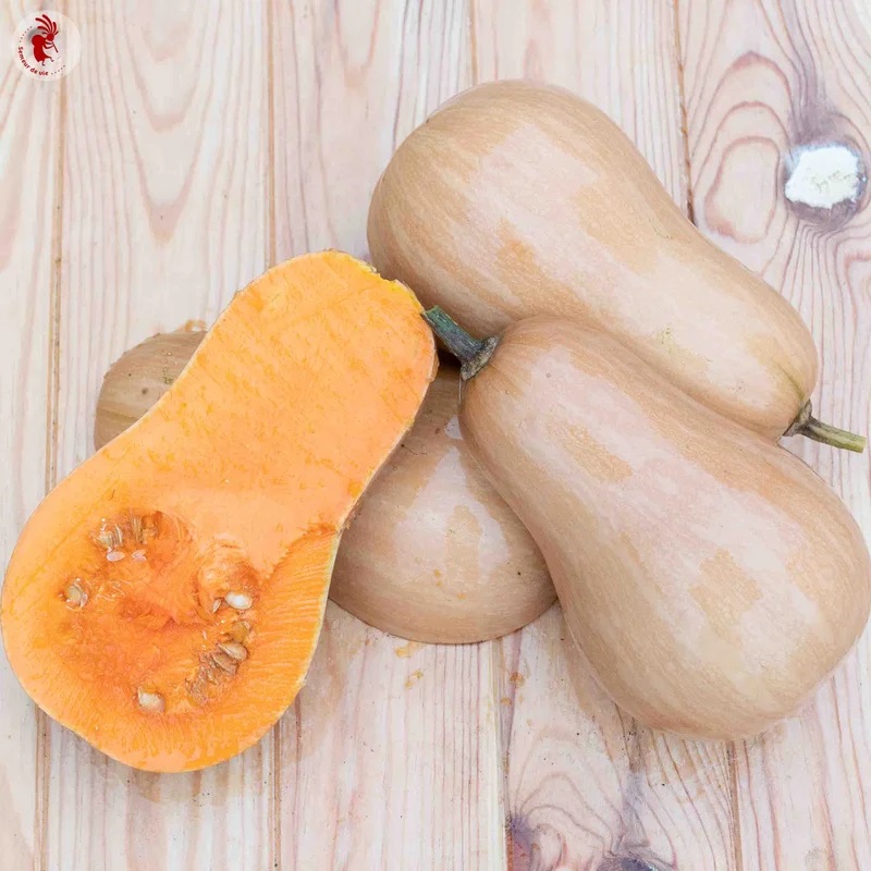 [P2300] Courge moschata Sucrine du Berry