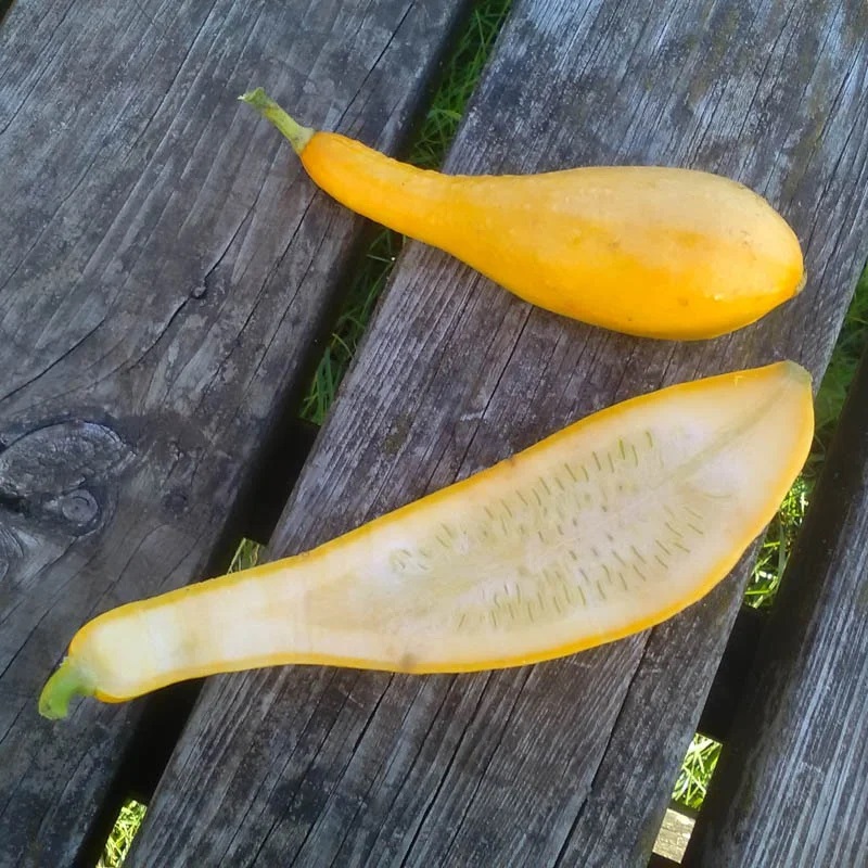 [P2603] Courgette Jaune à Col Crookneck - Bouteille