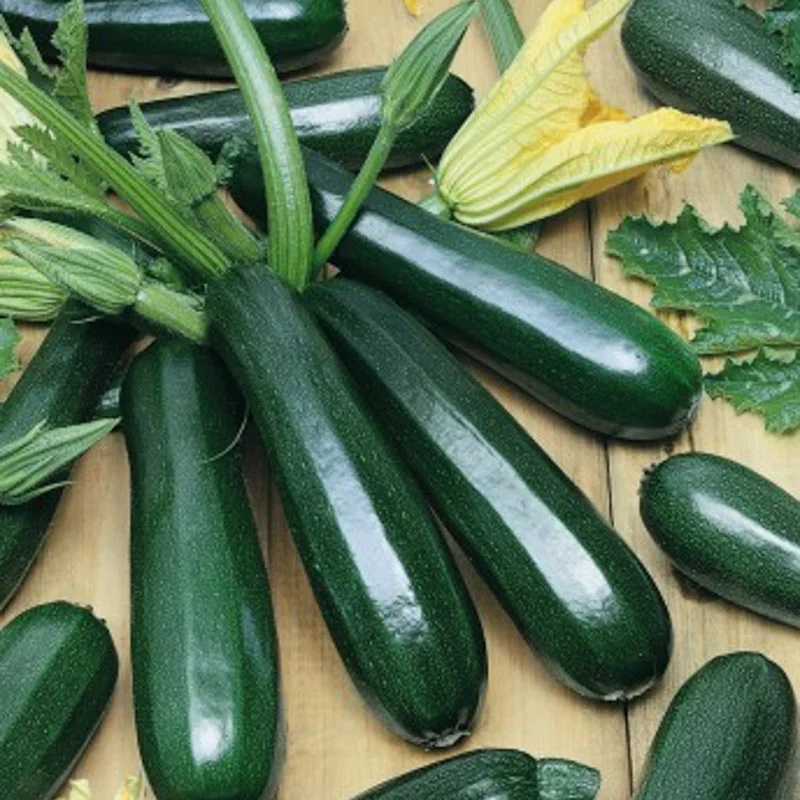 [P2129] Courgette Verte Noire Maraichère - Allongée