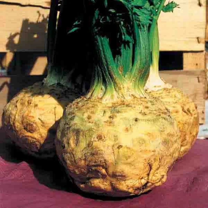 Céleri Rave Géant de Prague