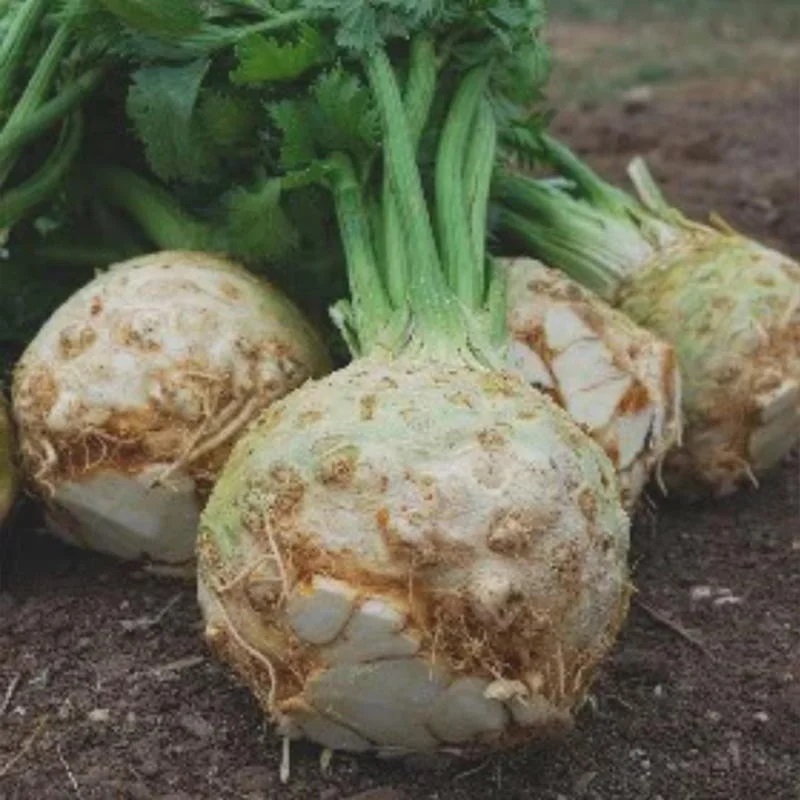 [P0715] Céleri Rave Monarch