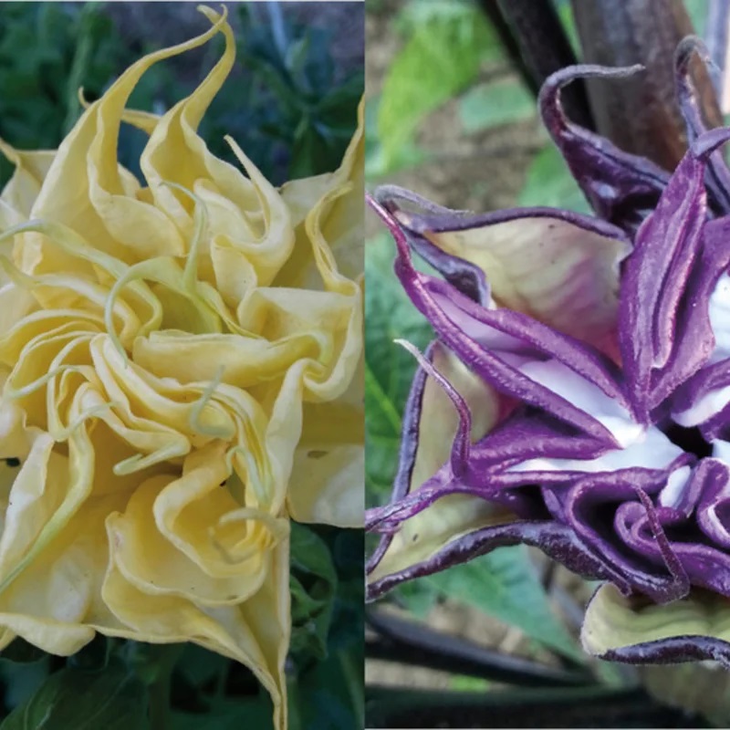 Datura Ballerina Mix