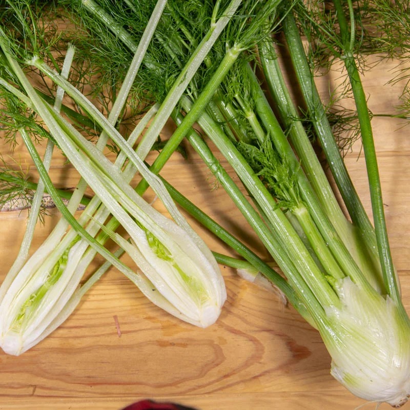 [P3006] Fenouil de Florence Cantino