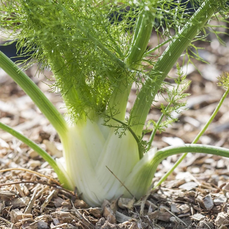 Fenouil de Florence Précoce d’Été