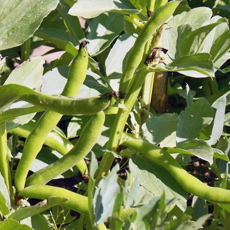 [P8805] Fève D’Aquadulce